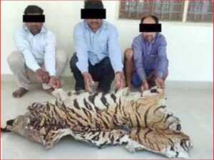 8 poachers of wildlife tiger and leopard arrested