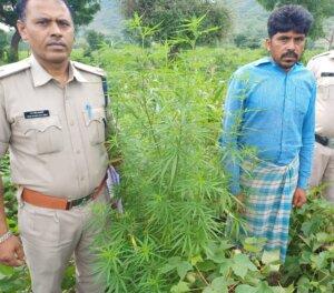 Major action taken against illegal drug ganja, ganja worth Rs 8 lakh seized
