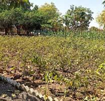 The hard work of the superintendent made the rocky land fertile and green