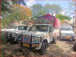 Major action against those illegally transporting cattle