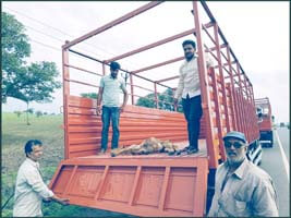 The injured cattle were brought to the Gaushala from the road, the cattle looked healthy after treatment