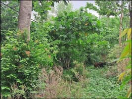 By planting trees, we should once again cover the heritage of our ancestors with greenery; Madan Kabra