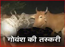 Strict vigil on cow smugglers, notorious cow smuggler arrested