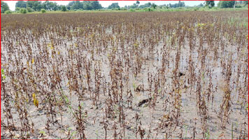 Farmers will get compensation soon after inspection