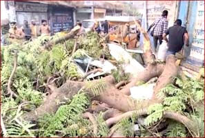 Tree fell like death, one woman died and one injured